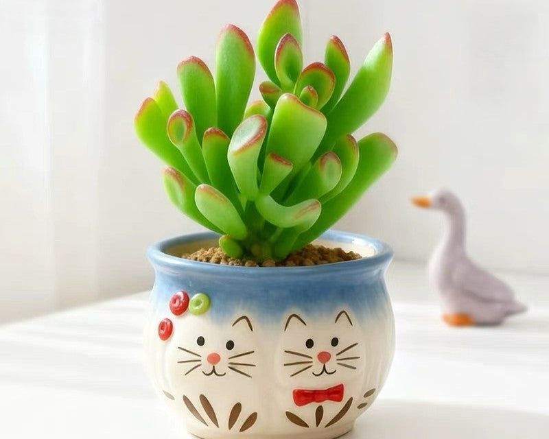 Succulent & pot