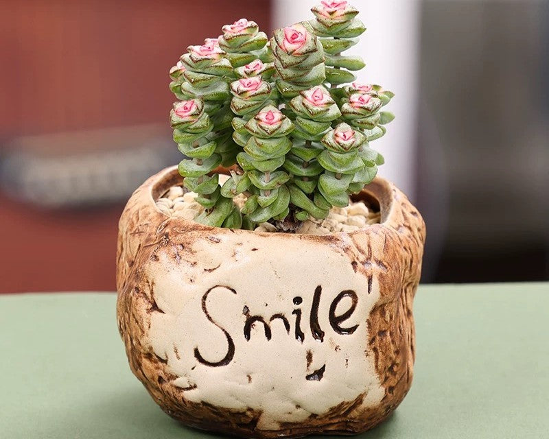 Succulent & pot